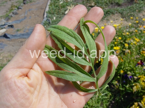 coneflower, cutleaf